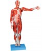 MALE MUSCLE FIGURE 2 PARTS (HARD)